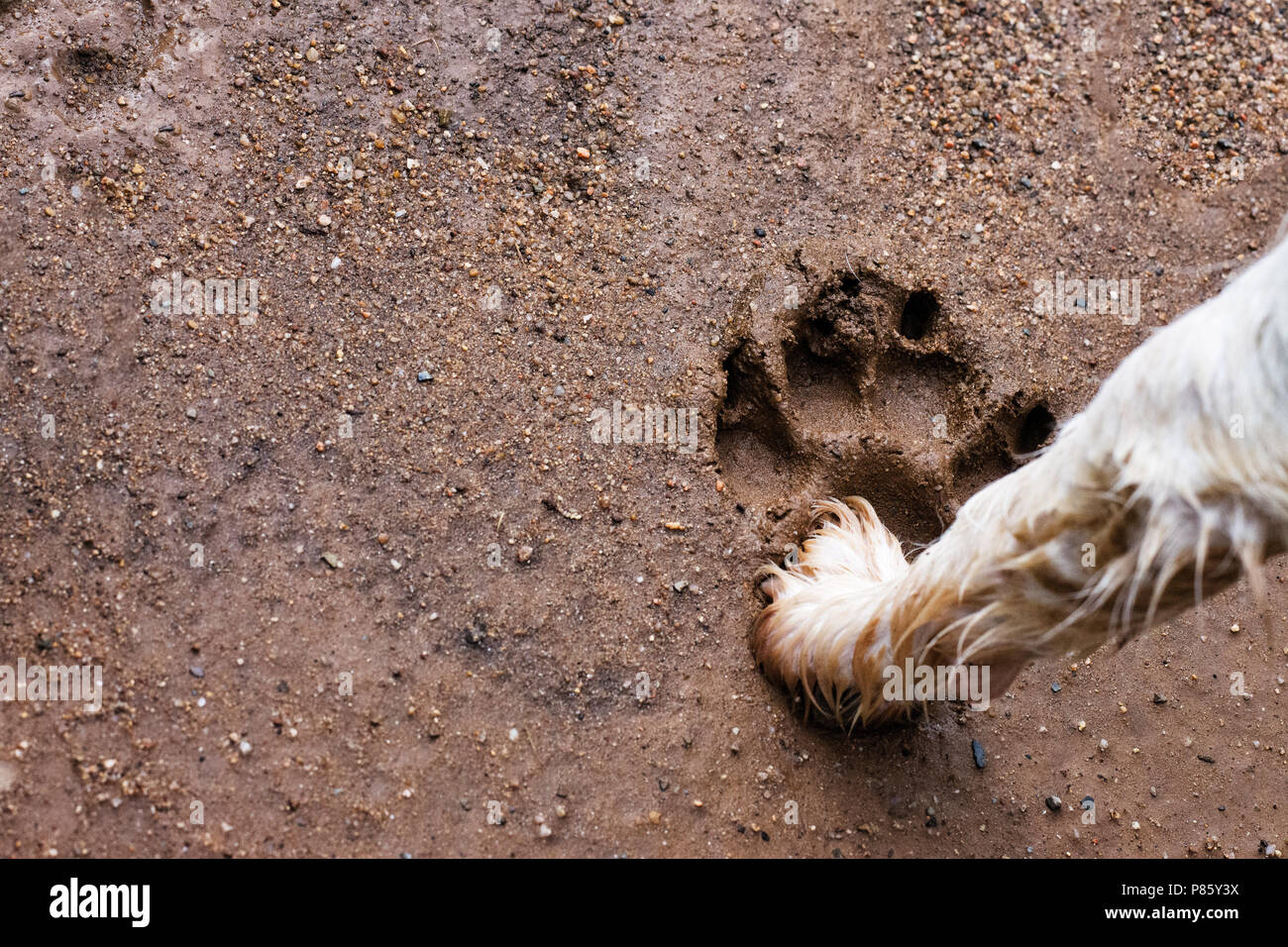 A BIG DOG PAW PRINT OF A SMALL DOG THAT THINGKS IS BIGGER THAN IT IS ...