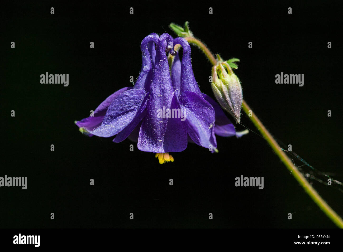 wilde akelei, Columbine Stock Photo