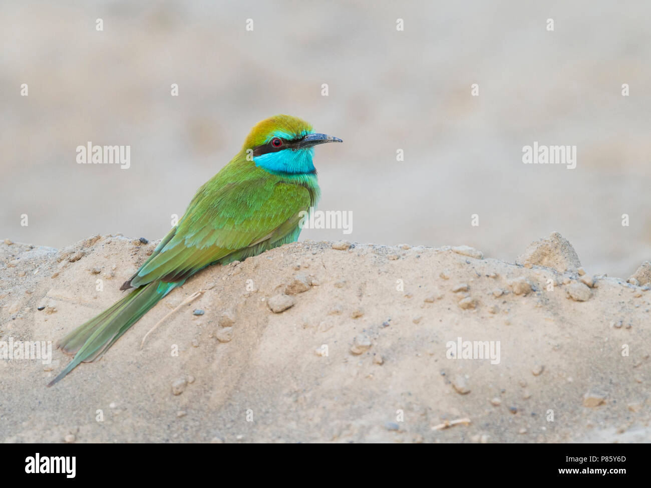 Merops cyanophrys hi-res stock photography and images - Alamy