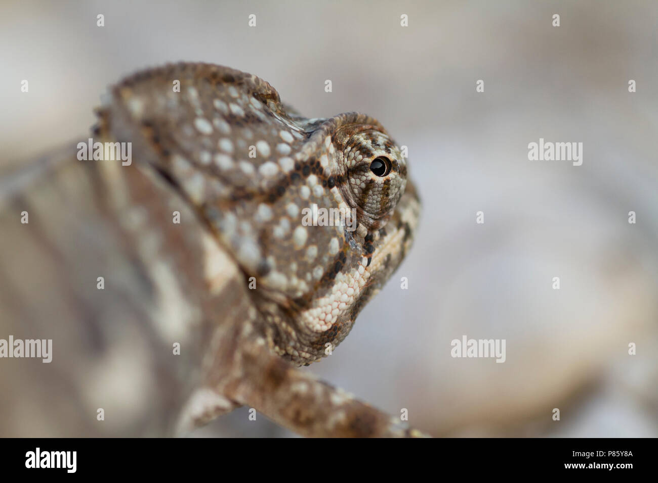 Detail of Arabian chameleon (Chamaeleo arabicus), Oman Stock Photo