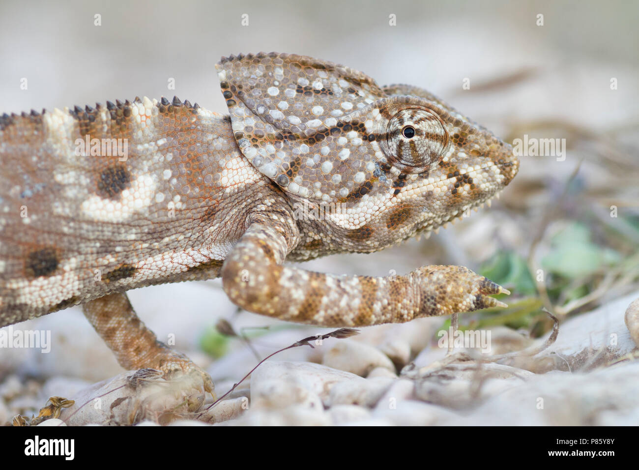 Arabian chameleon (Chamaeleo arabicus), Oman Stock Photo