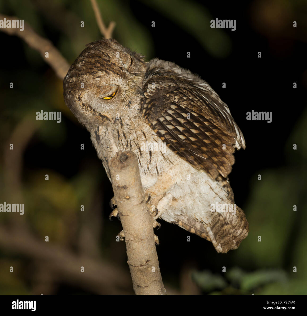 Arabian Scops-Owl - Arabische Zwergohreule - Otus pamelae, Oman, adult Stock Photo