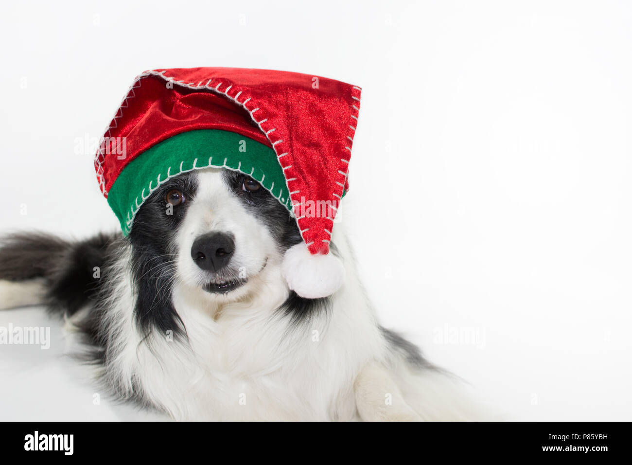 border collie hat