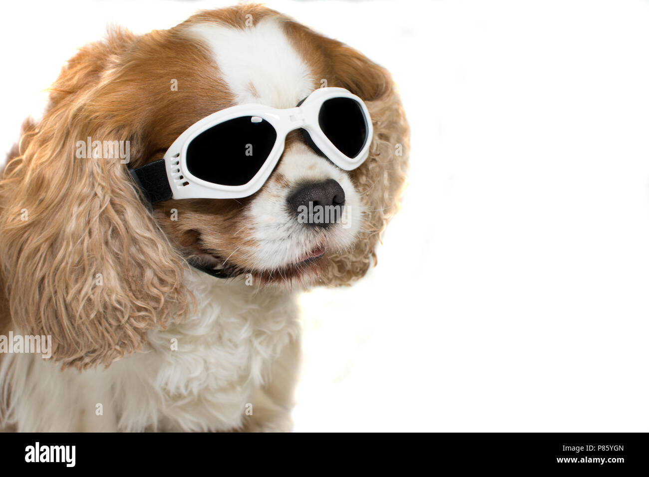 dog motorcycle goggles