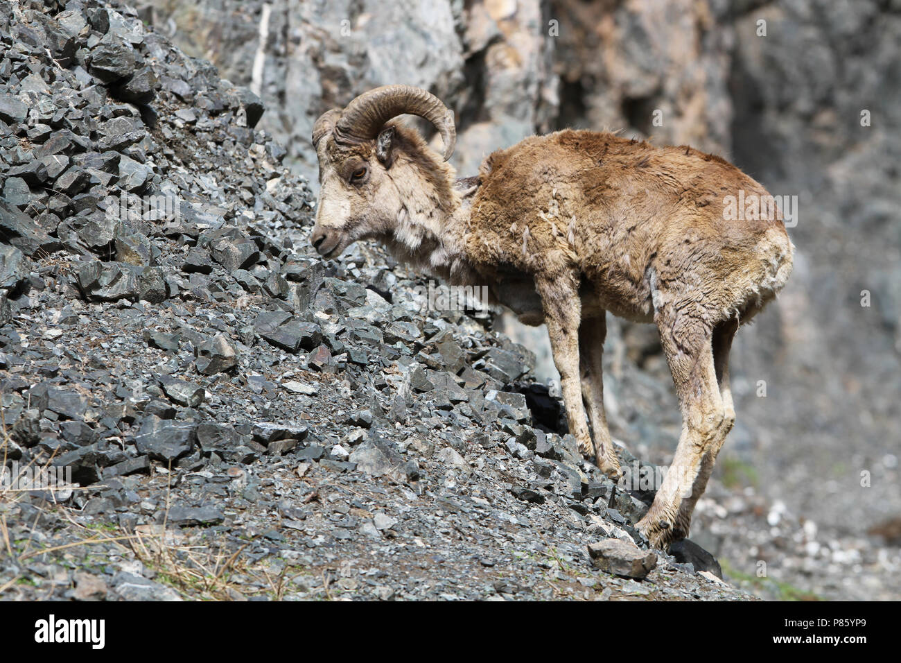 Something is. asian mountain goat phrase remarkable Asian mountain goat possible