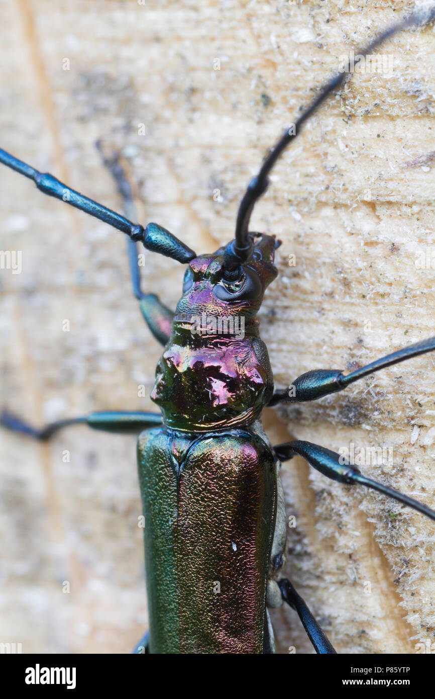 Aromia moschata - Musk Beetle - Moschusbock, Germany, imago, male Stock