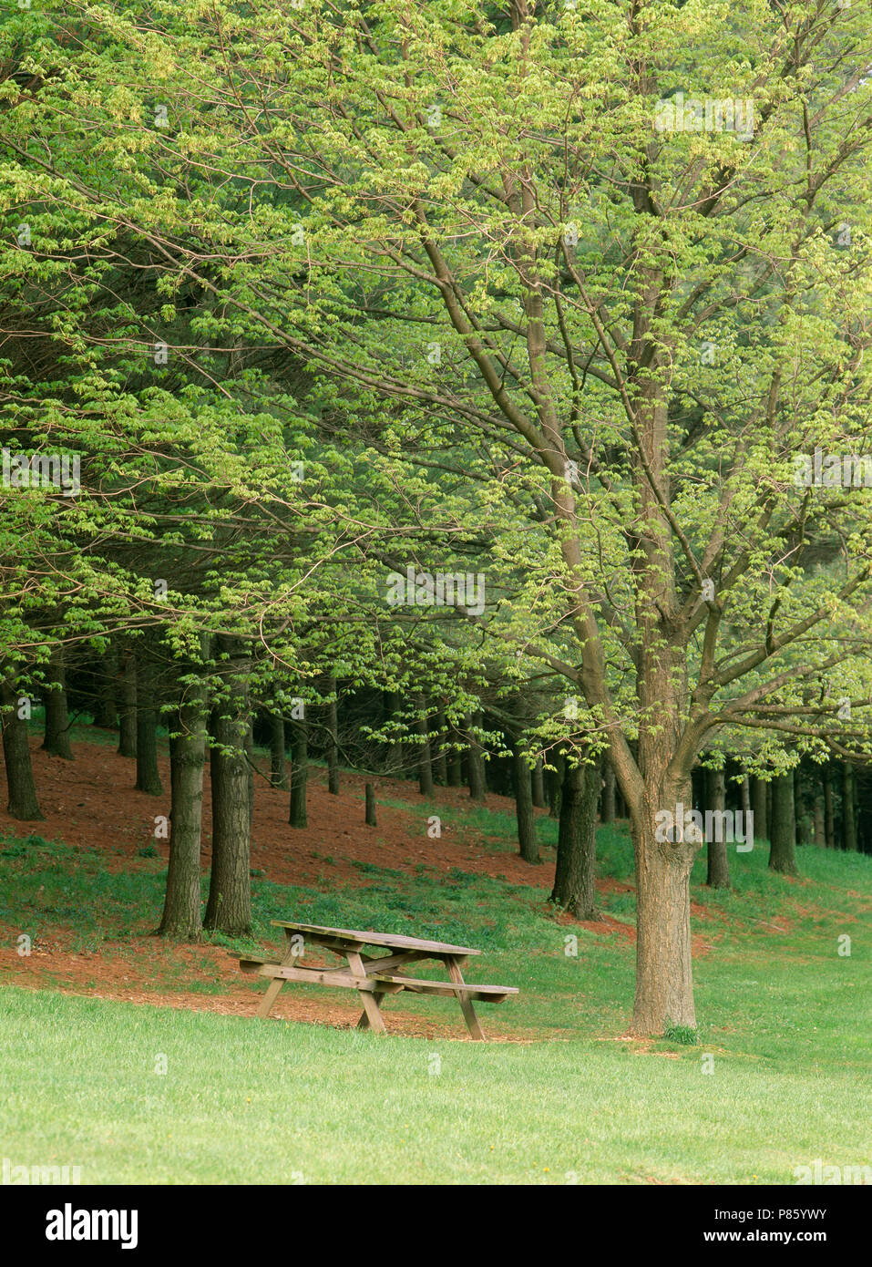 SUGAR MAPLE IN SPRING (ACER SACCHARUM) WITH PICNIC TABLE / LANCASTER COUNTY, PENNSYLVANIA [FOUR SEASON SERIES] Stock Photo