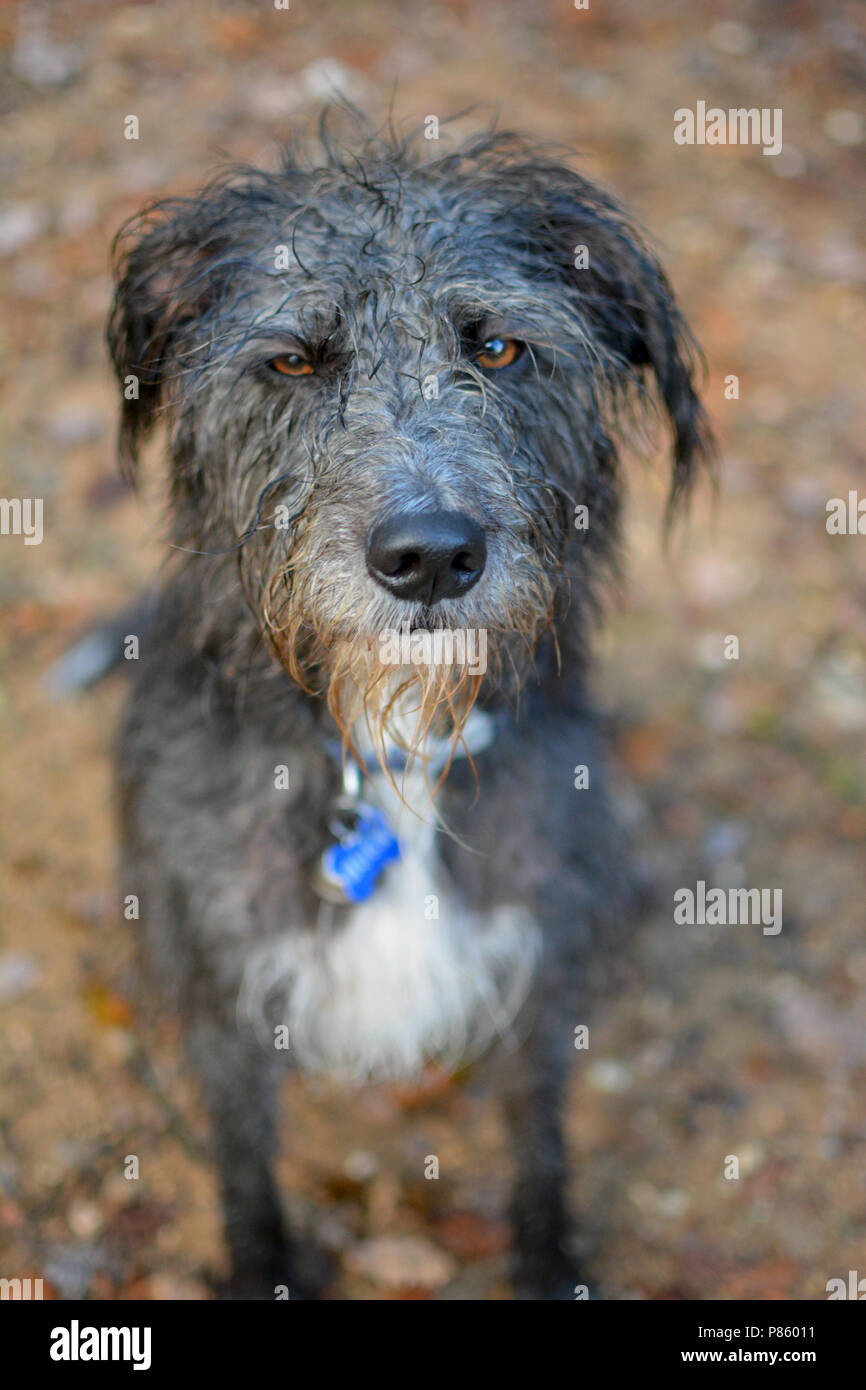 ANGRY LOOKING AMBER ORANGE EYES OF A BLACK WET DOG ON BROWN NATURAL BACKGROUND Stock Photo