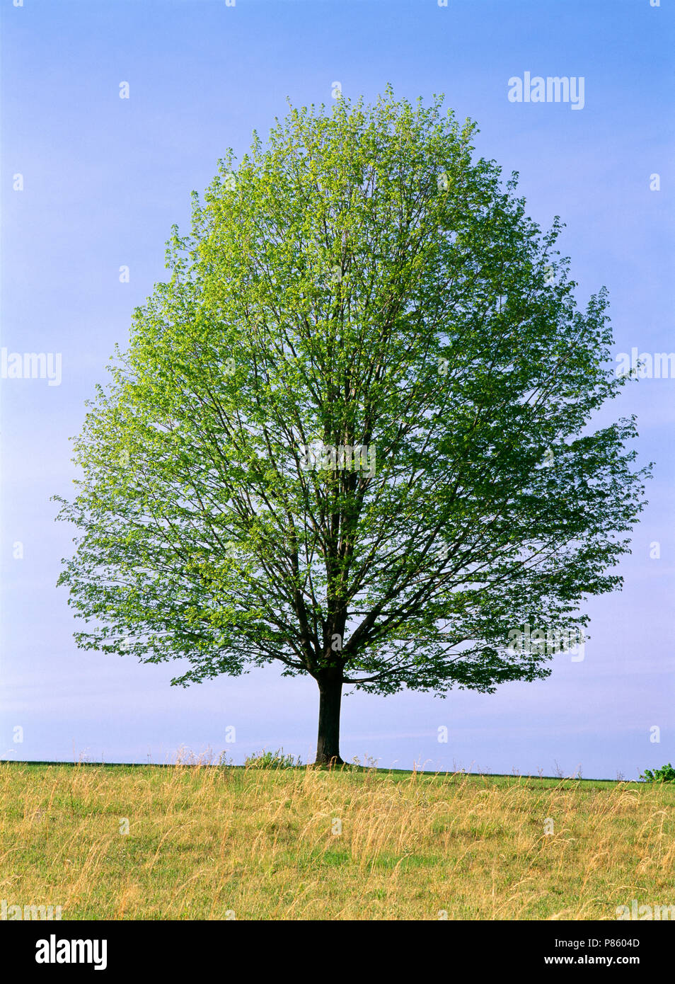 SUGAR MAPLE TREE (ACER SACCHARUM) IN SPRING / MIDDLECREEK WILDLIFE MANAGEMENT AREA, PENNSYLVANIA Stock Photo