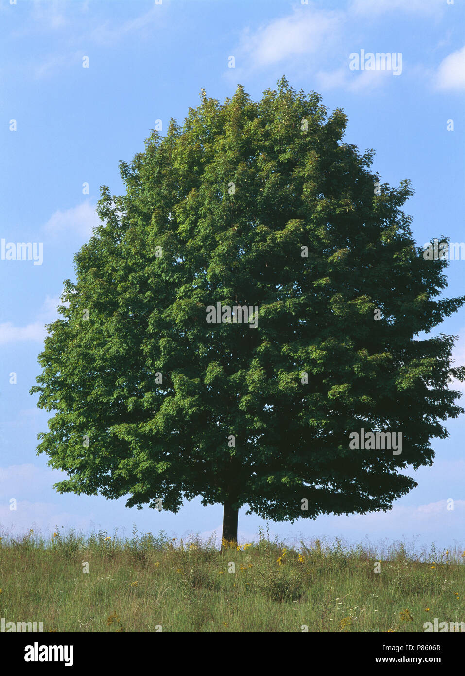 SUGAR MAPLE TREE (ACER SACCHARUM) IN SUMMER / PENNSYLVANIA Stock Photo