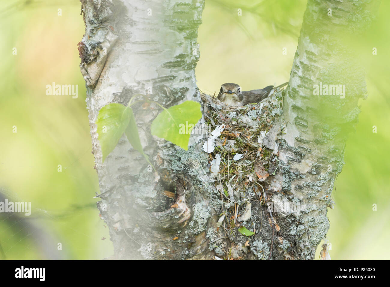 Asian Brown Flycatcher - Braunschnäpper - Muscicapa dauurica ssp. dauurica, Russia, adult Sitting on a nest Stock Photo