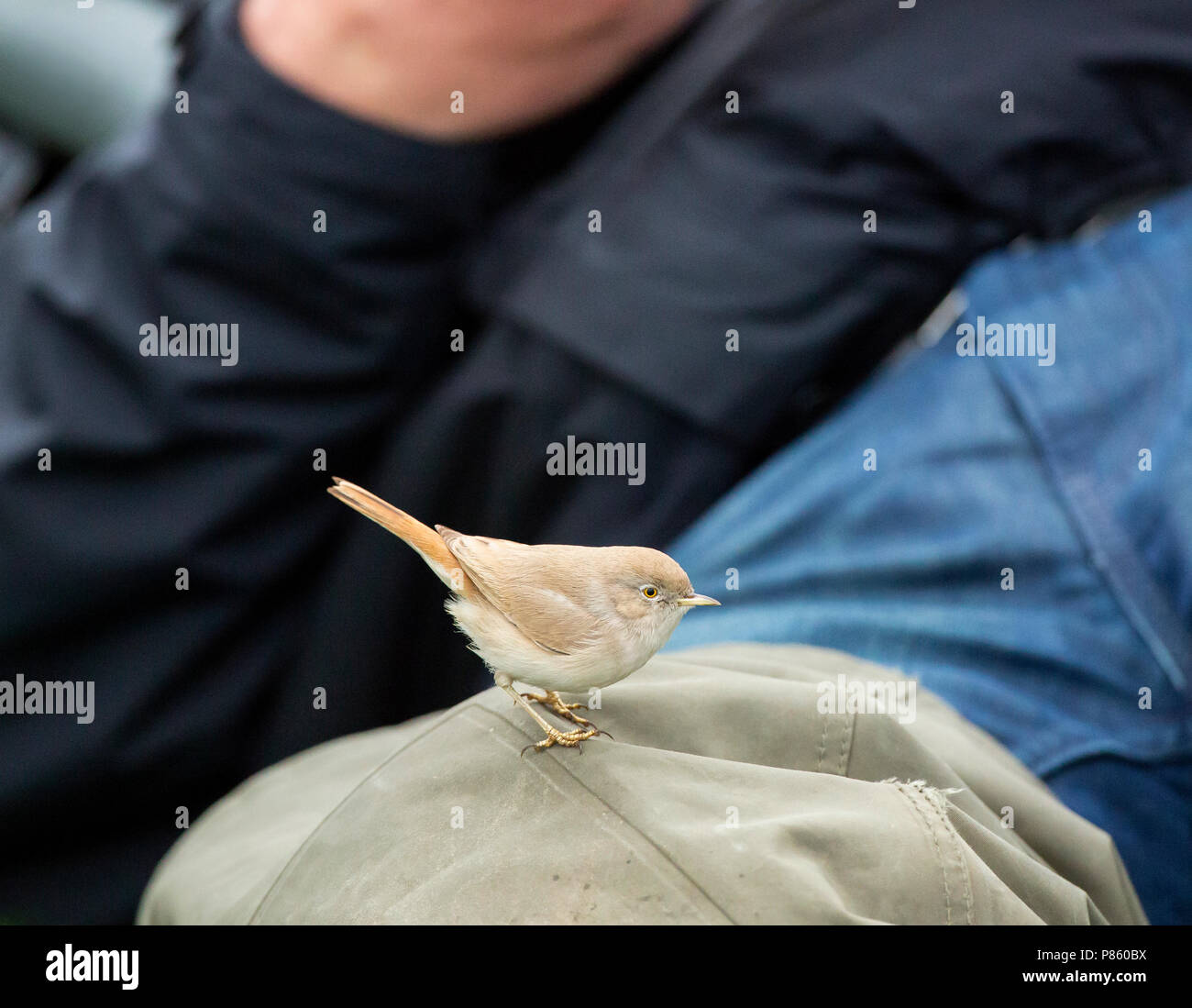 Asian Desert Warbler (Sylvia nana) as a vagrant on Terschelling, Netherlands Stock Photo