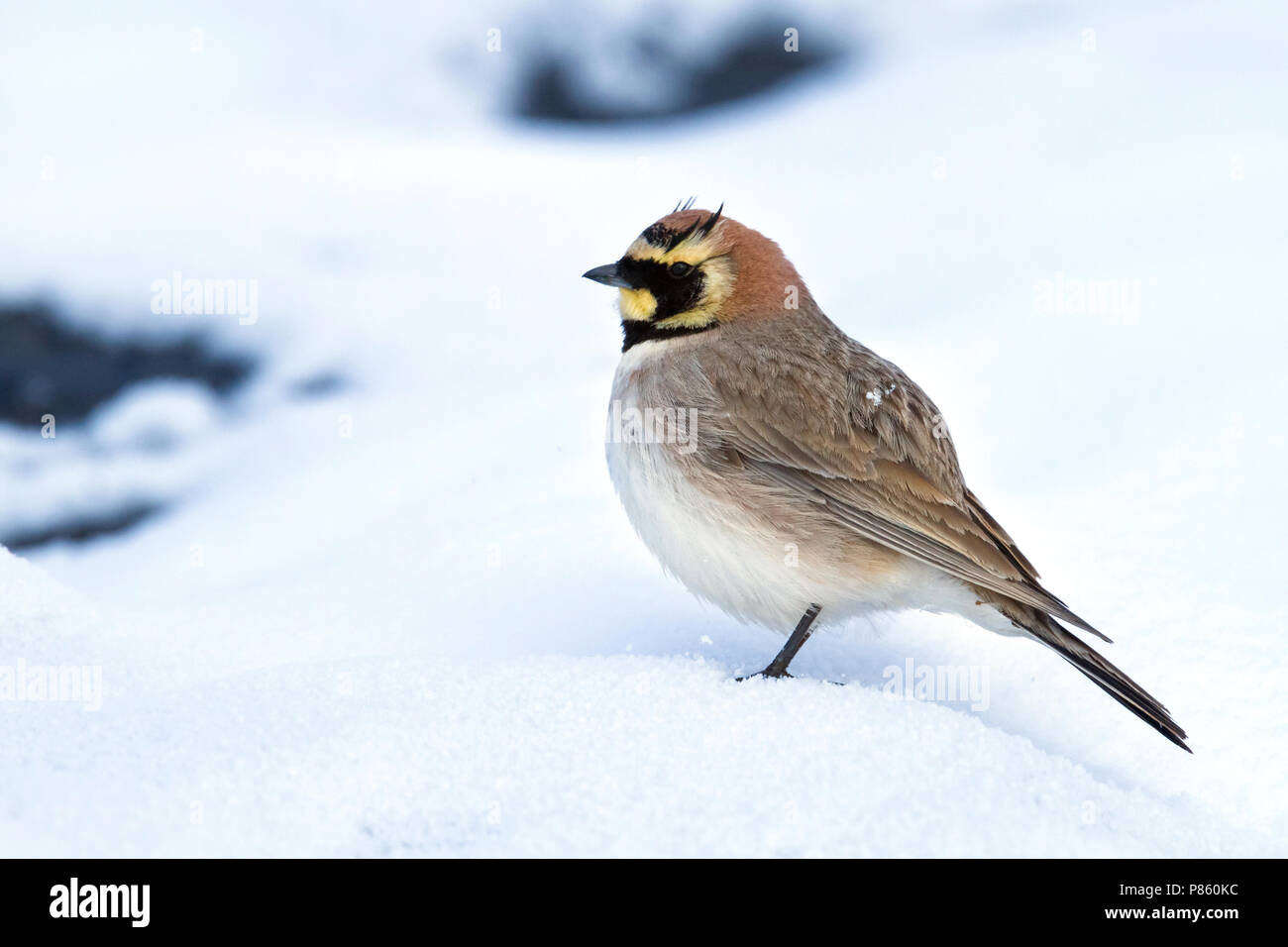 Atlas Horned Lark - Atlas-Ohrenlerche - Eremophila atlas, Morocco Stock ...