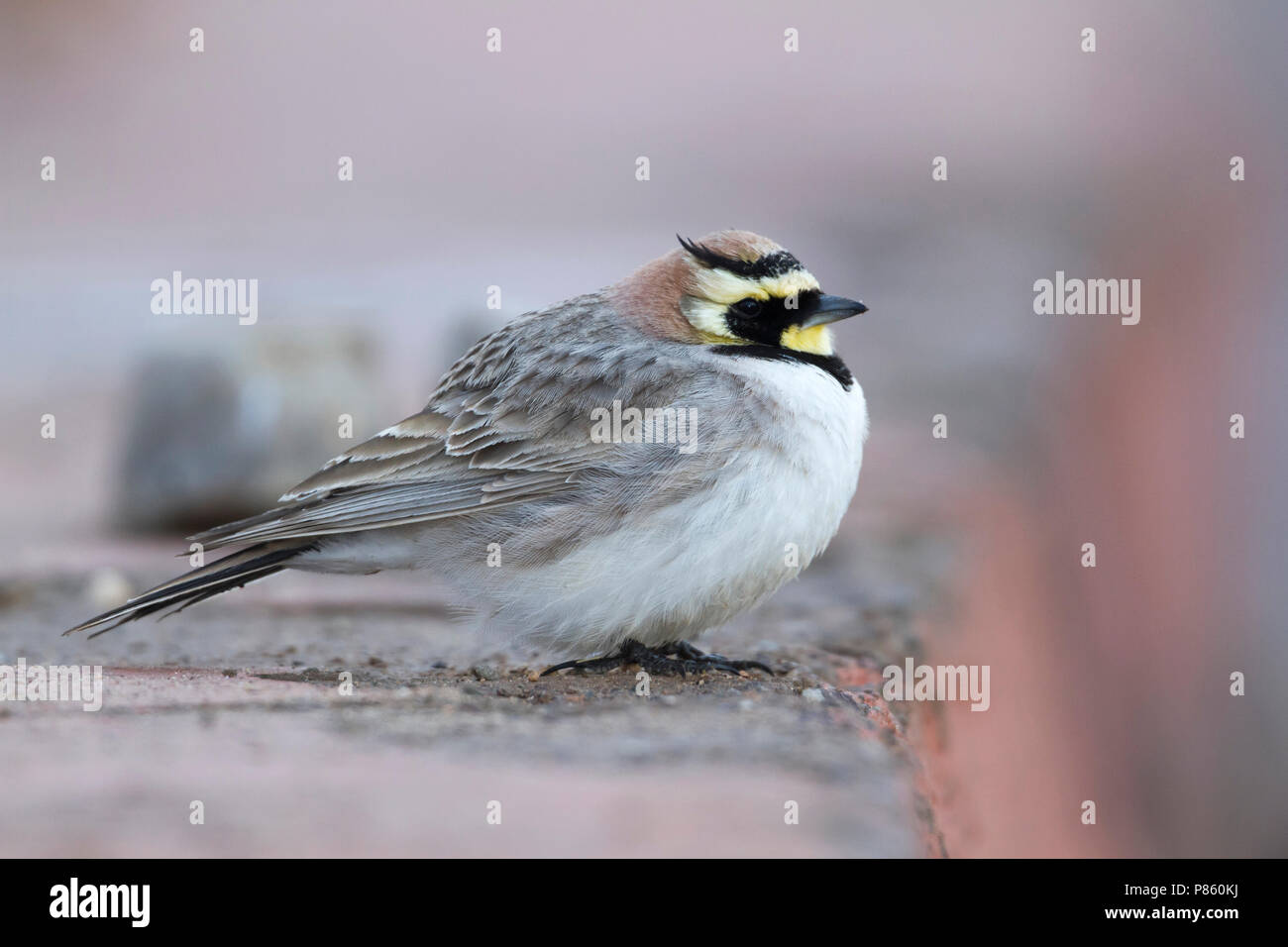 Atlas Horned Lark - Atlas-Ohrenlerche - Eremophila atlas, Morocco Stock ...