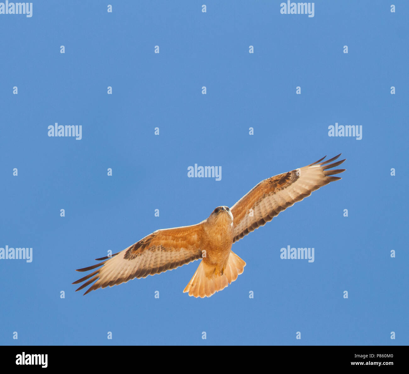 Atlas Long-legged Buzzard (Buteo rufinus ssp. cirtensis), Morocco, adult Stock Photo