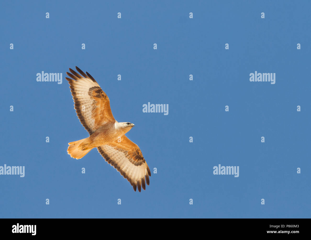 Atlas Long-legged Buzzard (Buteo rufinus ssp. cirtensis), Morocco, adult Stock Photo