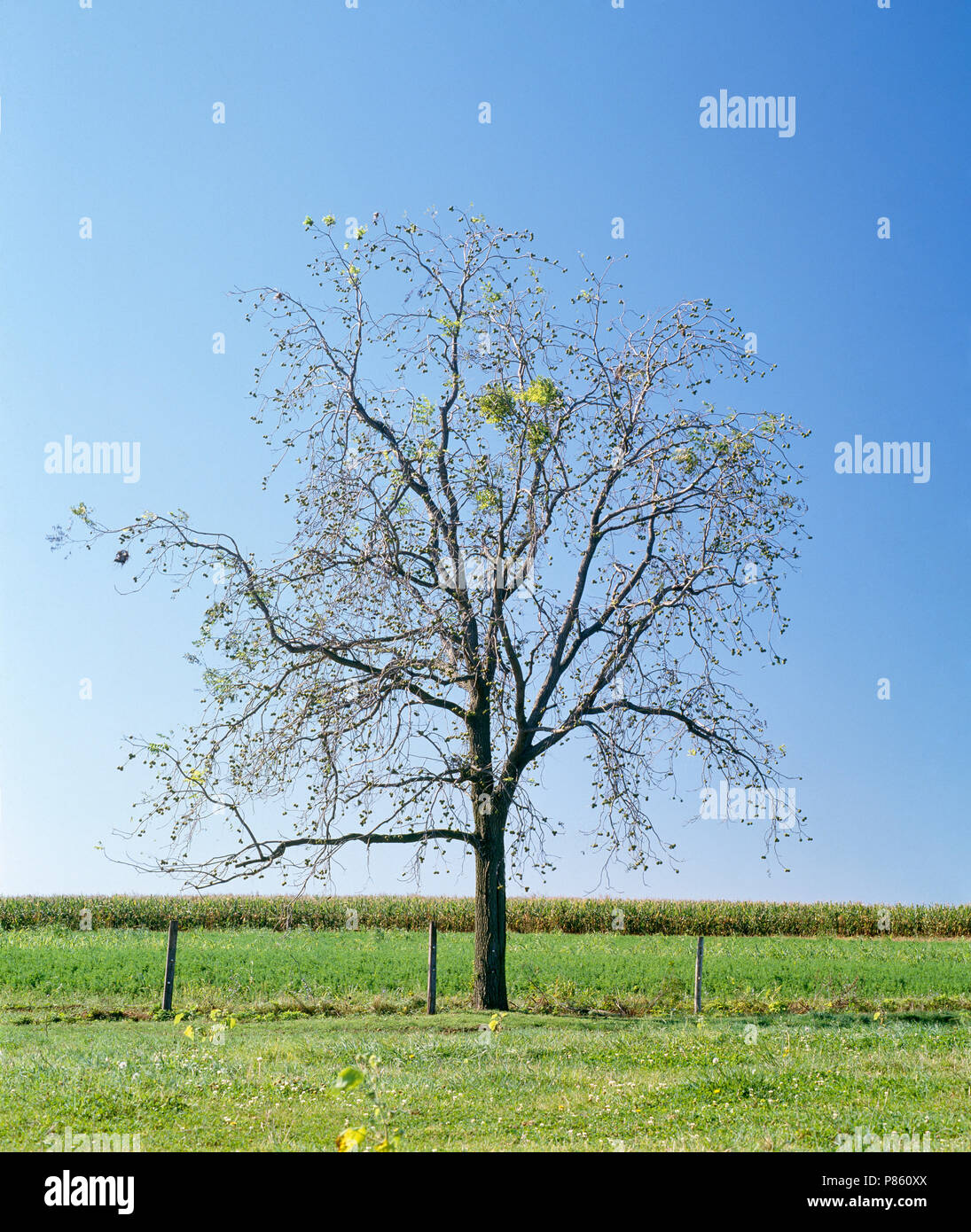 Black walnut hi-res stock photography and images - Alamy
