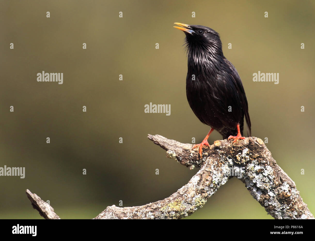 Spotless Starling singing Stock Photo