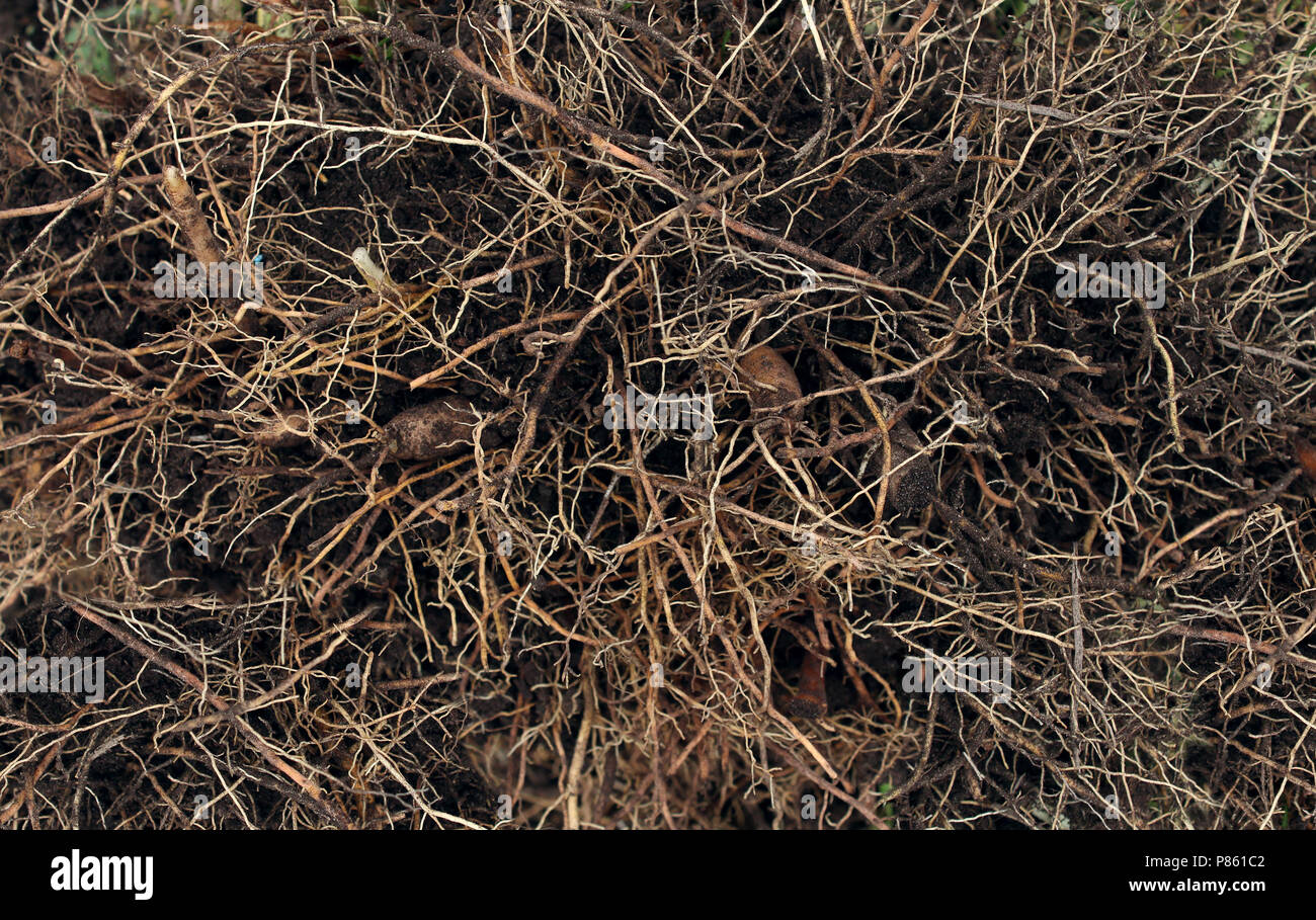 Roots background as a garden or gardening tree or plant symbol and an environmental nature icon for fertile nature. Stock Photo