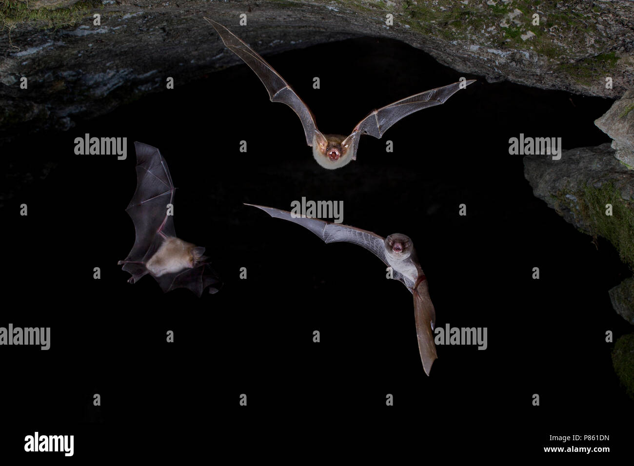 Vale Vleermuis verlaat grot, Greater Mouse-eared Bat leaving cave Stock Photo