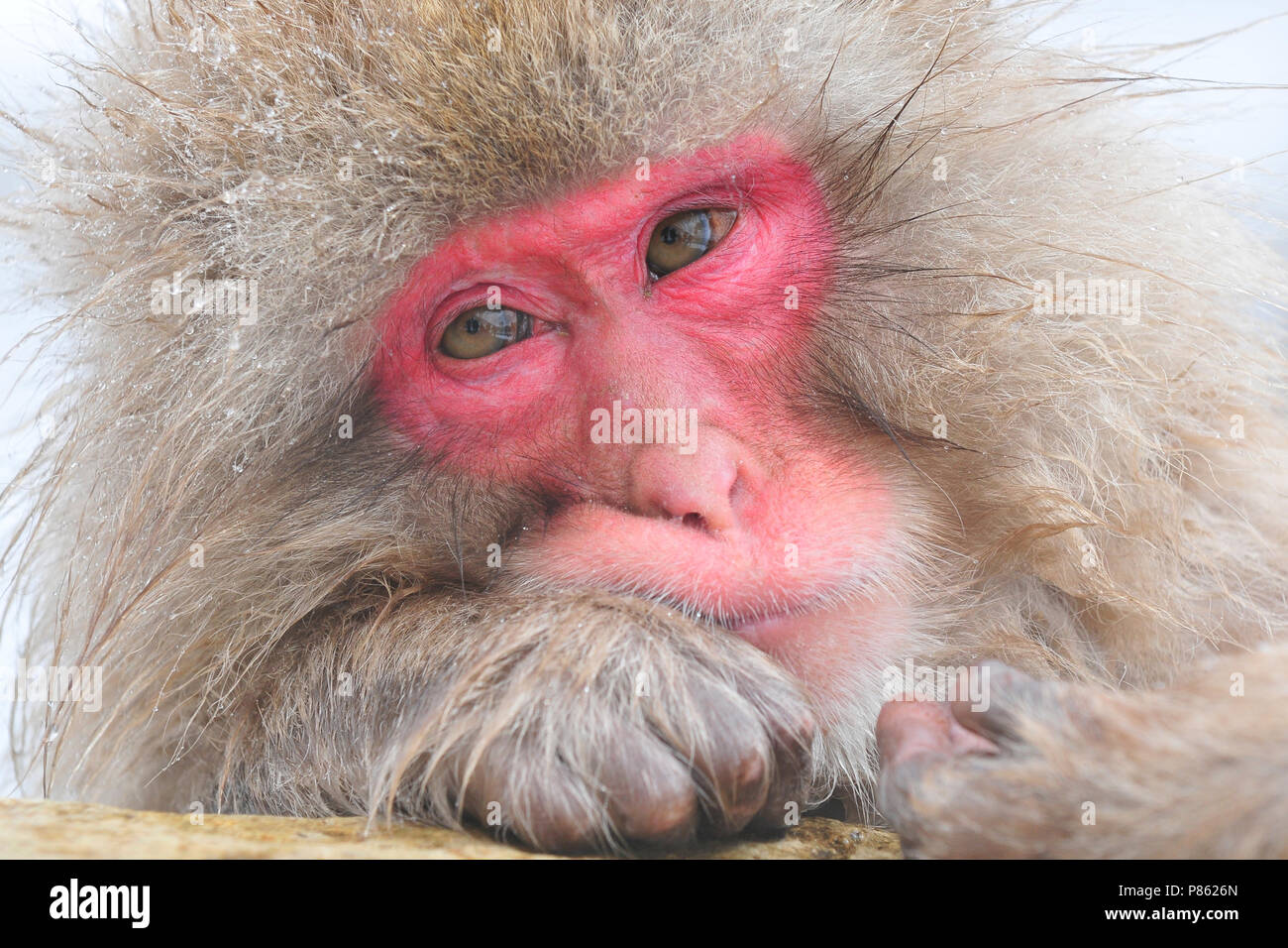 Japanse snow monkey in the wild in Japan during winter. Stock Photo