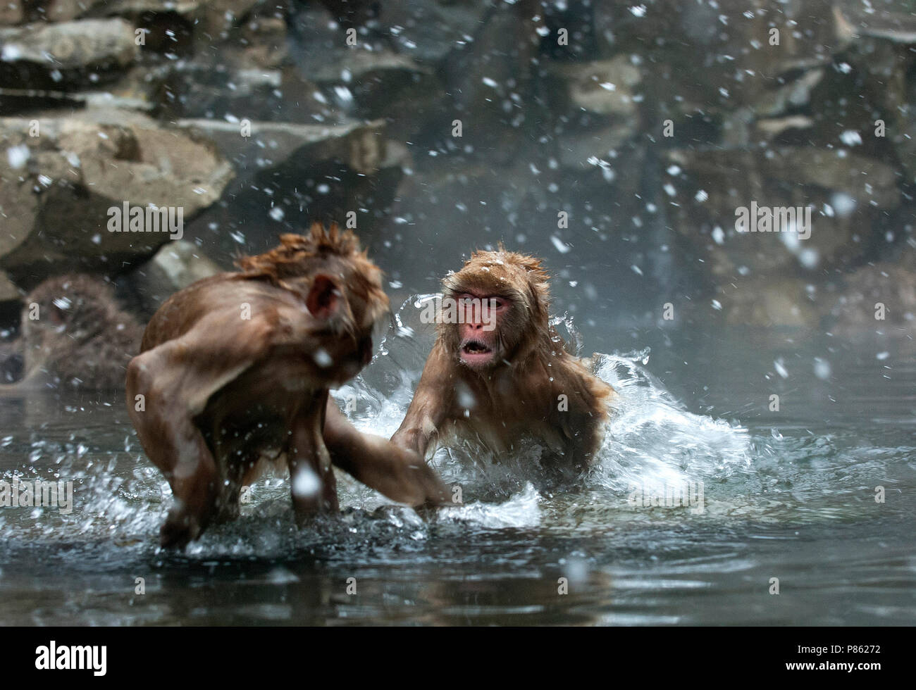 Jonge Japanse Makaken spelend in warmwaterbron, Japanese Macaques playing young in hot spring Stock Photo