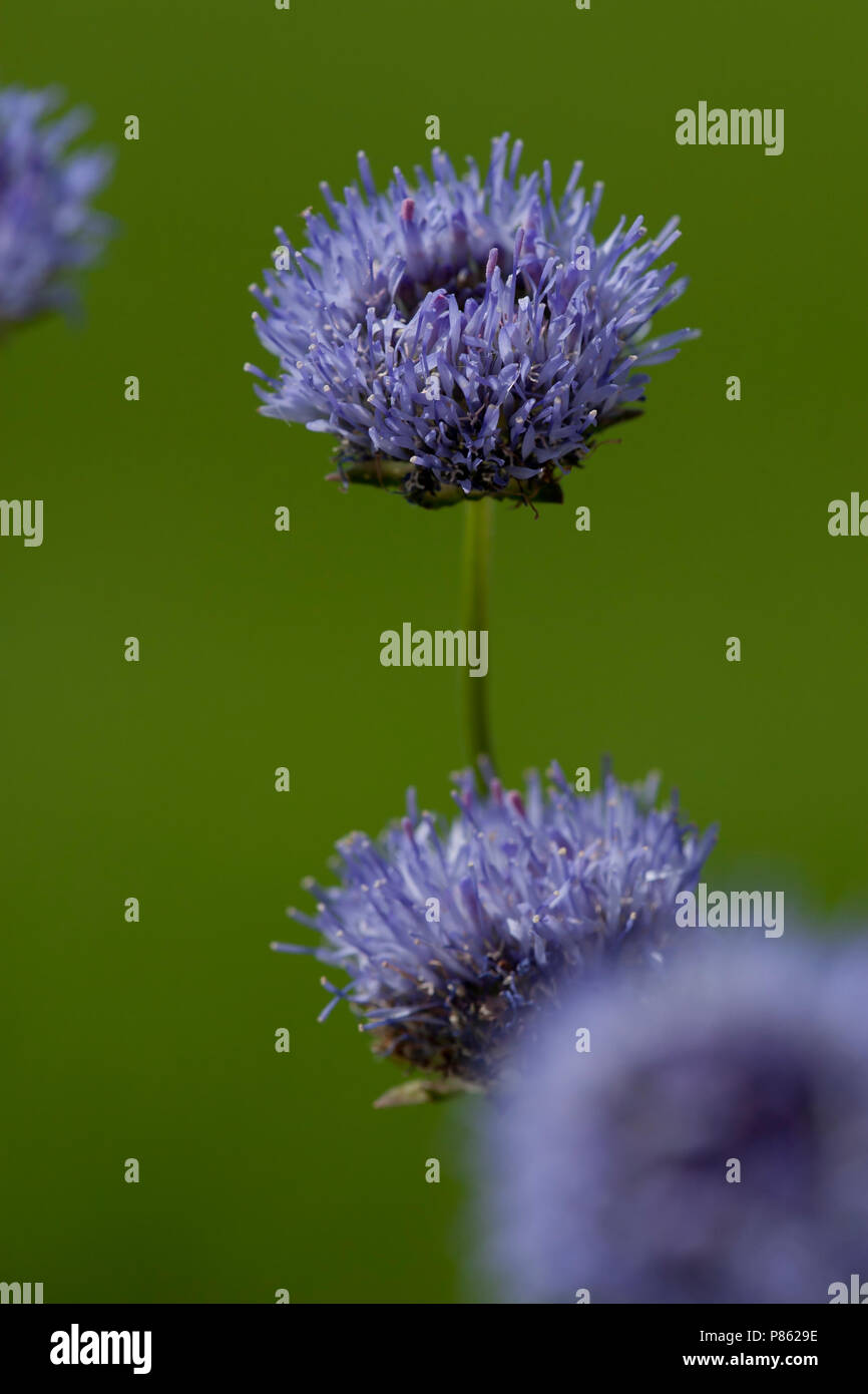 Close-up van bloeiend Zandblauwtje, Close up of flowering Sheep's Bit Stock Photo