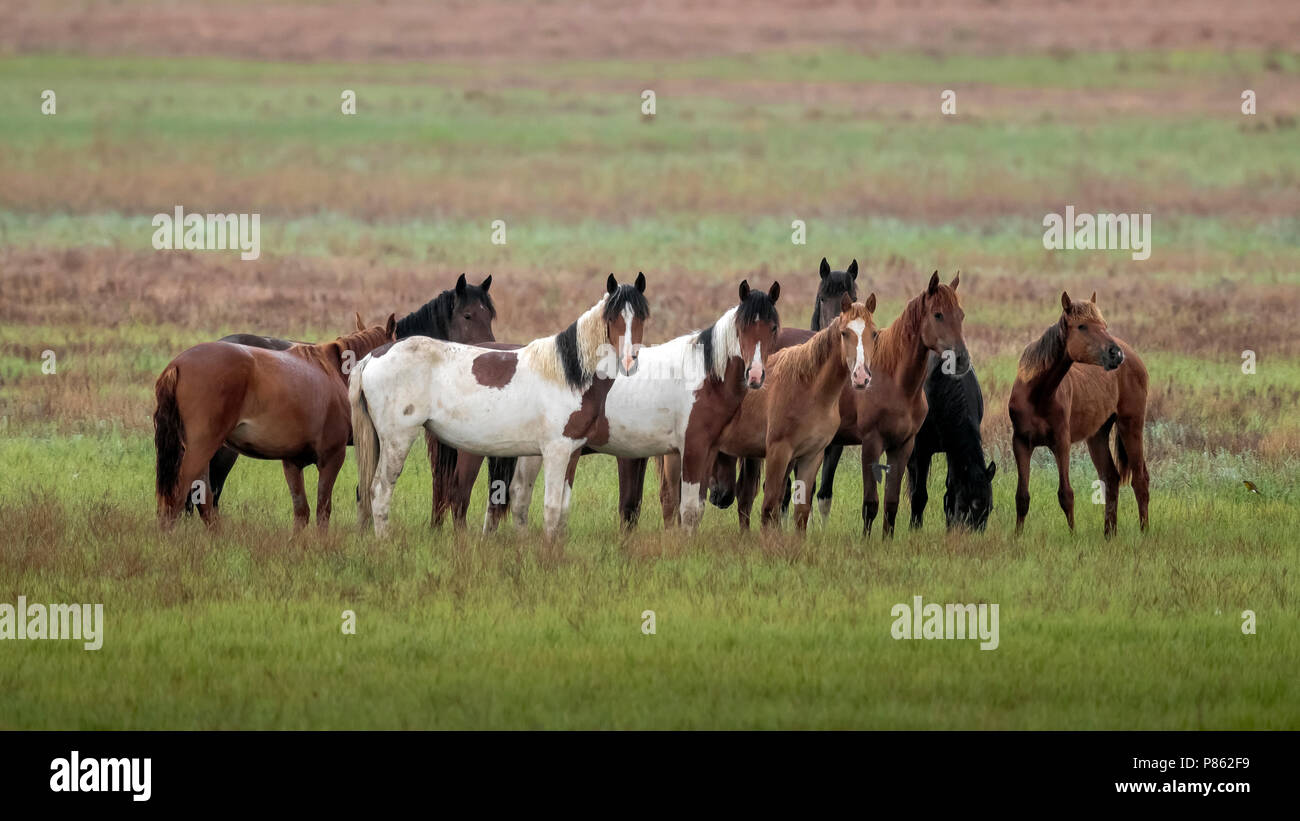 Hert of Kazakh Horse sitting in Kazakh steppe, Kazakhstan. May 2017. Stock Photo