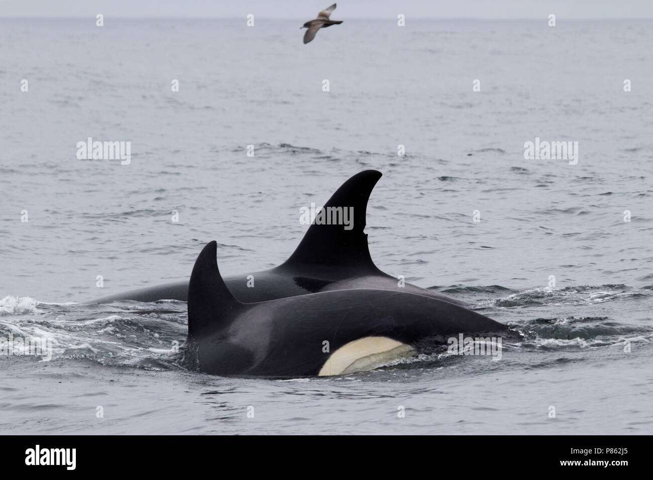 Orkas hi-res stock photography and images - Alamy