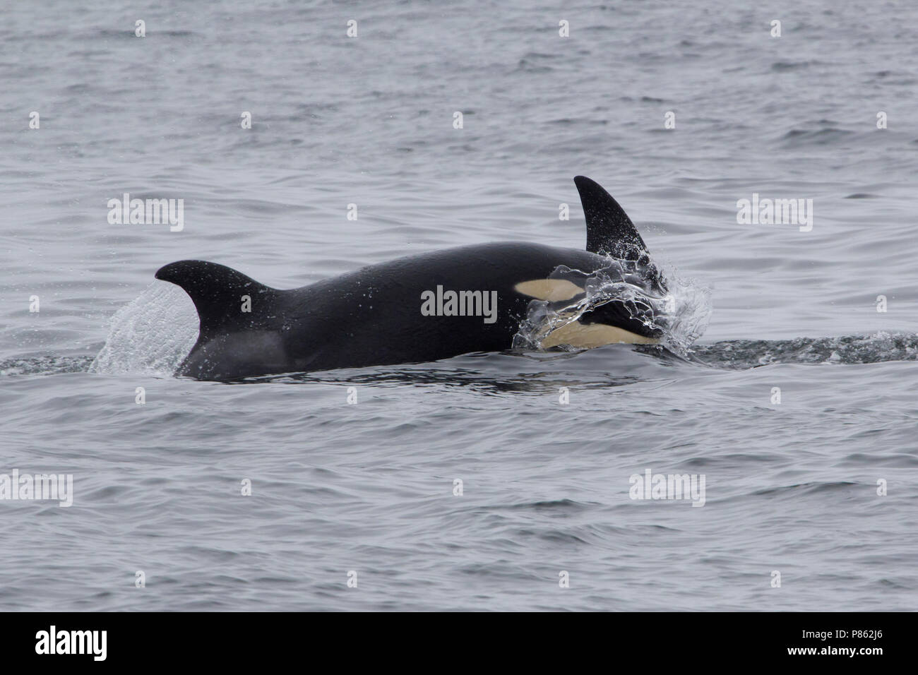 Orka whale whales hi-res stock photography and images - Alamy