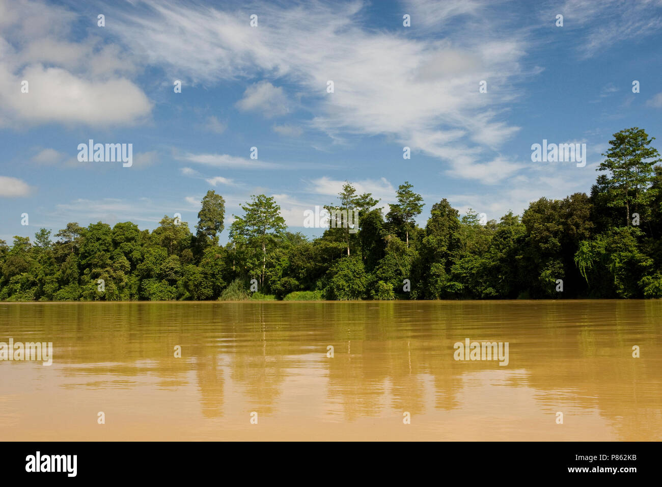 Kinabatangrivier in Borneo; Kinabatang River in Borneo Stock Photo - Alamy