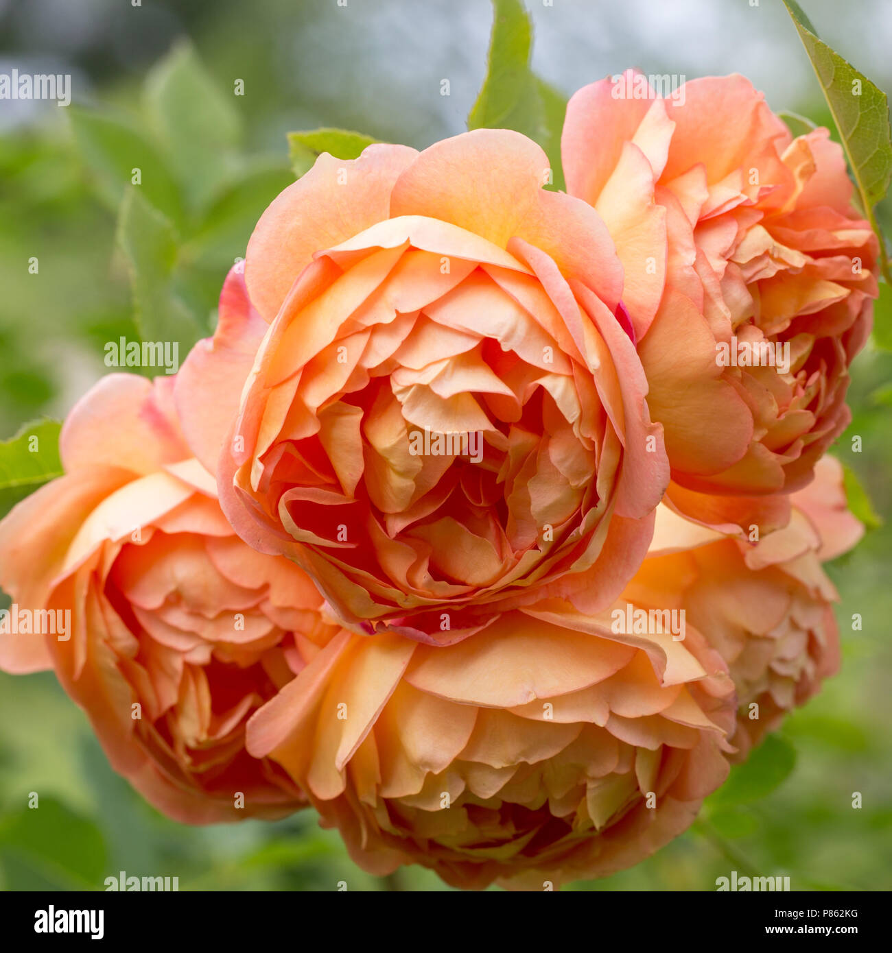 Blooming orange English rose in the garden on a sunny day. Rose 'Lady of Shalott'. Stock Photo