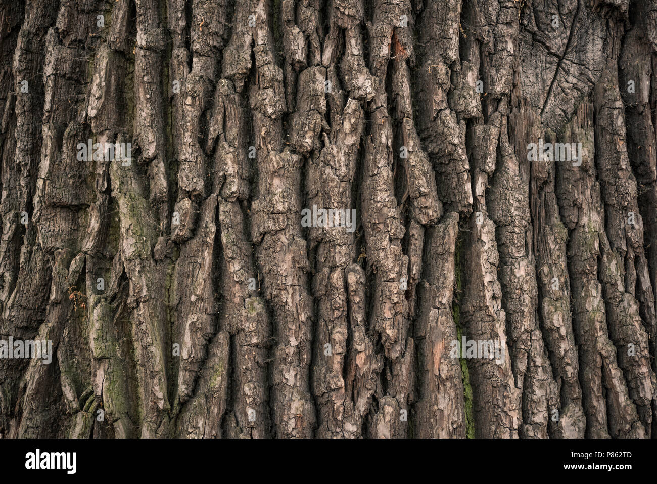 Tree Surface Bark of tree, surface Stock Photo - Alamy