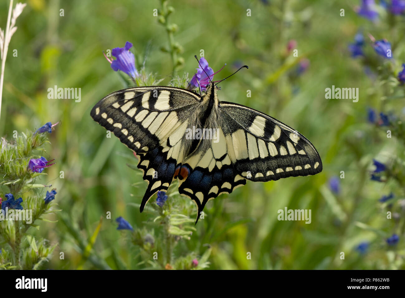 Koninginnepage op Slangenkruid; Swallowtail on Vipers bugloss Stock Photo