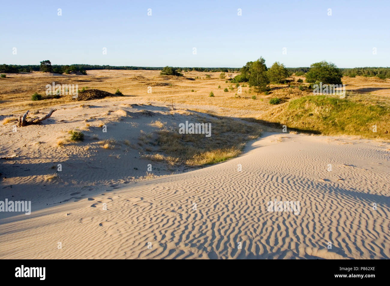 Kootwijkerzand Kootwijk Veluwe Netherlands Stock Photo Alamy