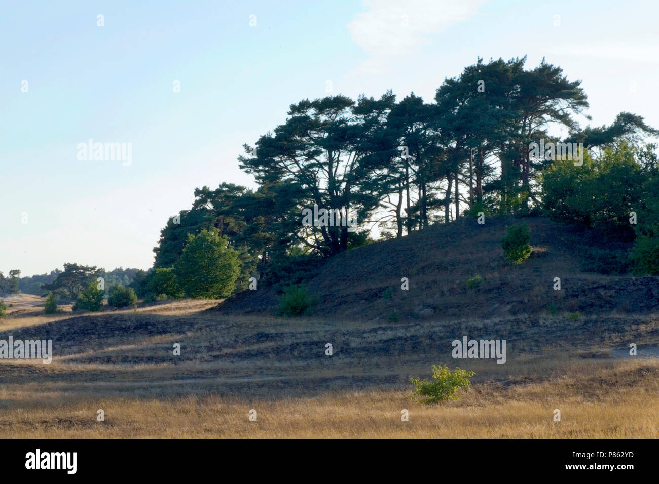 Kootwijkerzand, Veluwe, Netherlands / Nederland Stock Photo