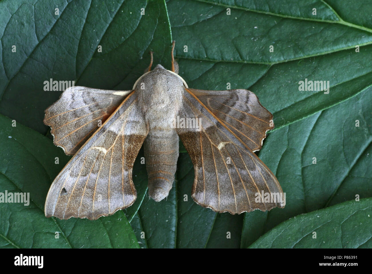 Poplar Hawk-moth on leaf Netherlands, Populierenpijlstaart op blad Nederland Stock Photo