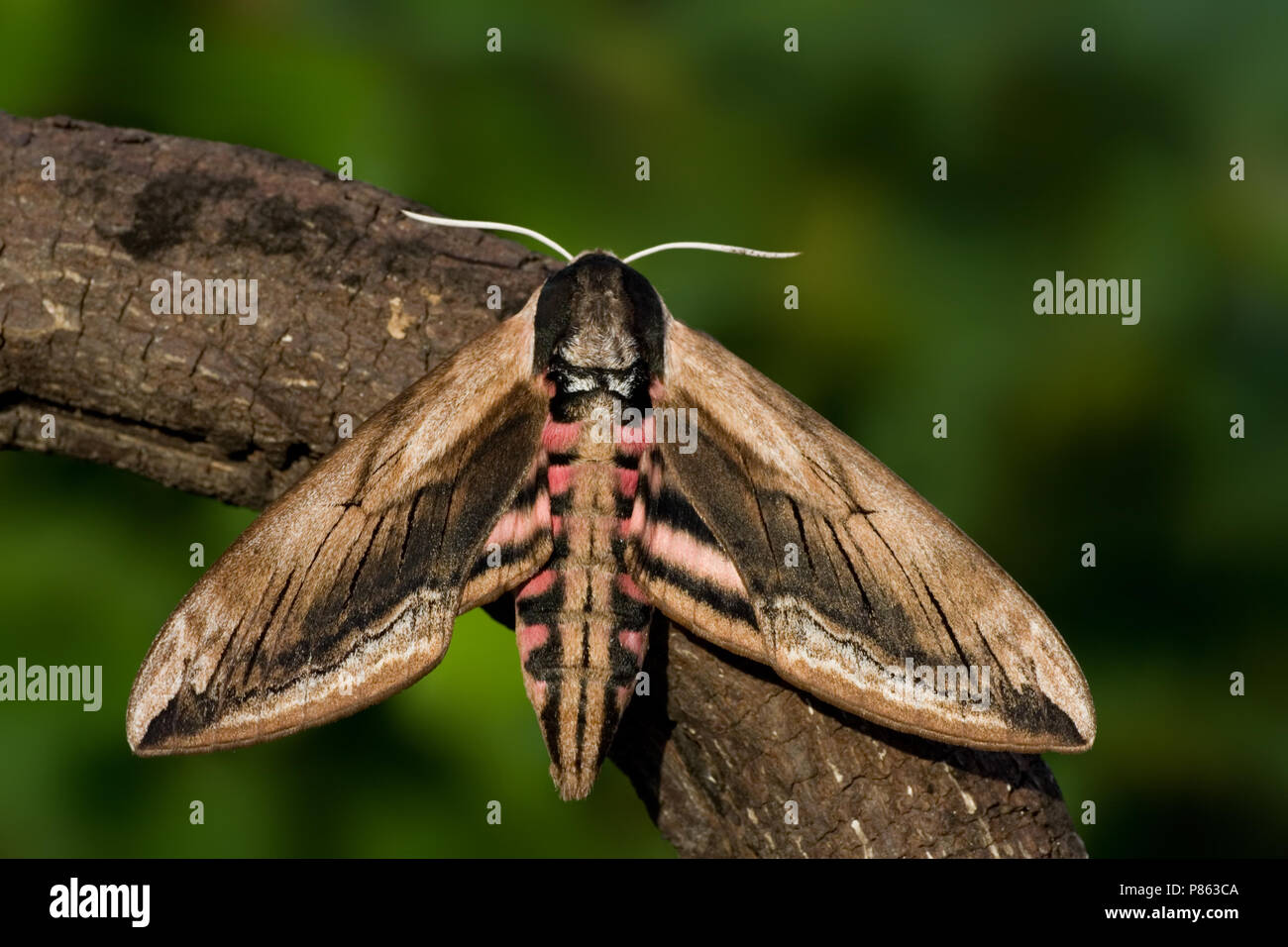 Privet Hawk-moth on branch Netherlands, Ligusterpijlstaart op tak Nederland Stock Photo