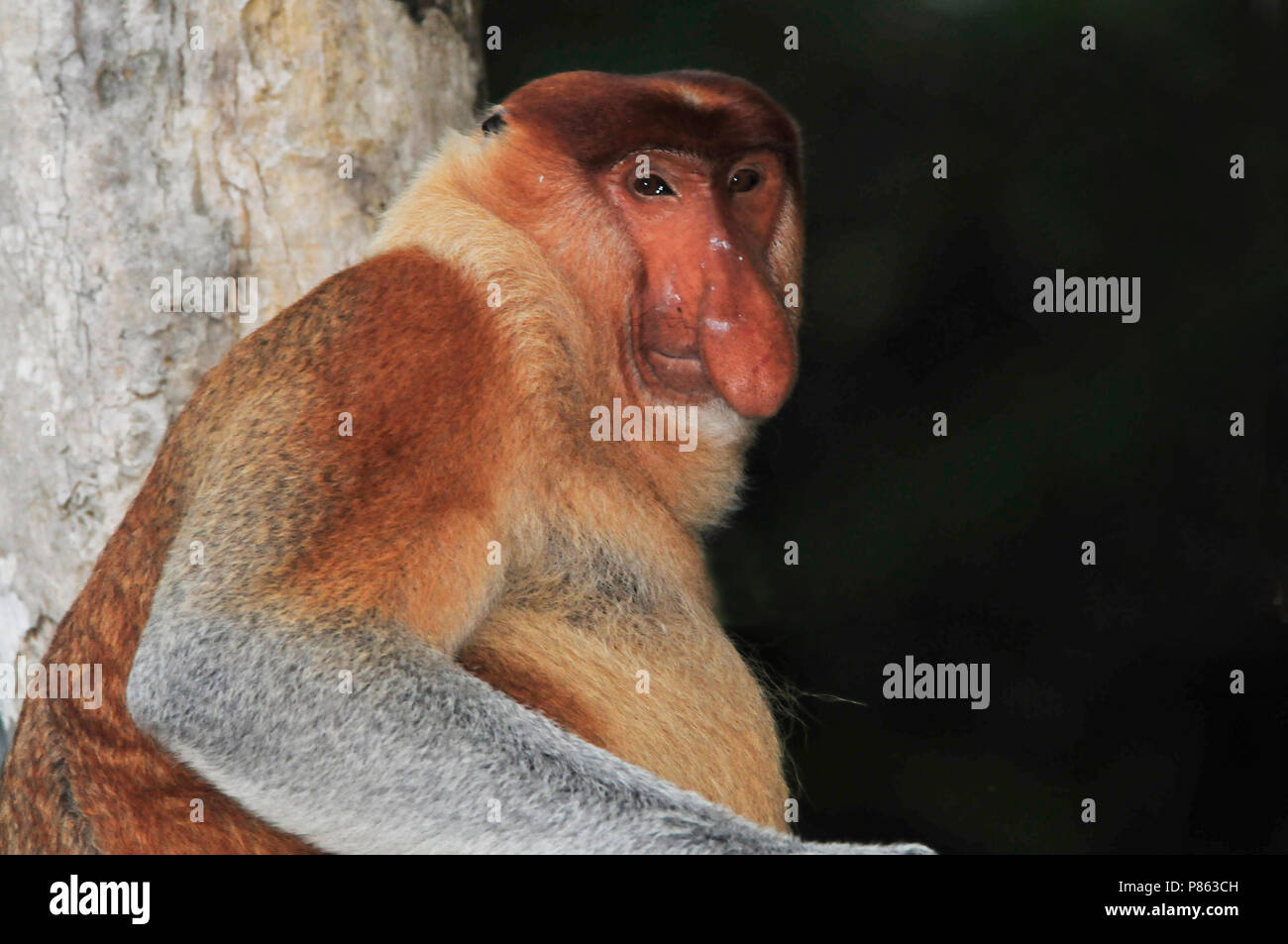 Proboscis Monkey on Borneo Stock Photo - Alamy