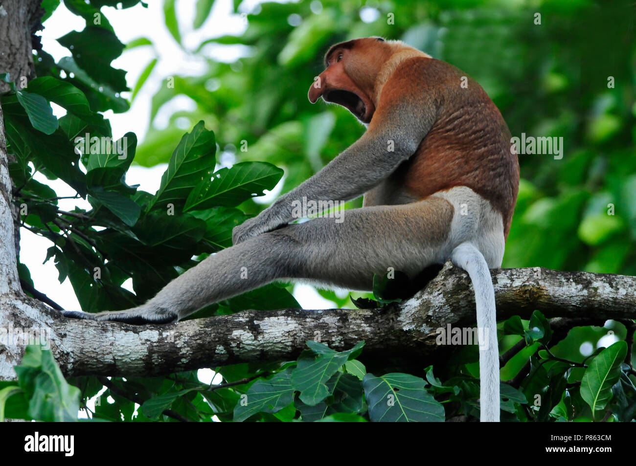 Proboscis Monkey on Borneo Stock Photo - Alamy