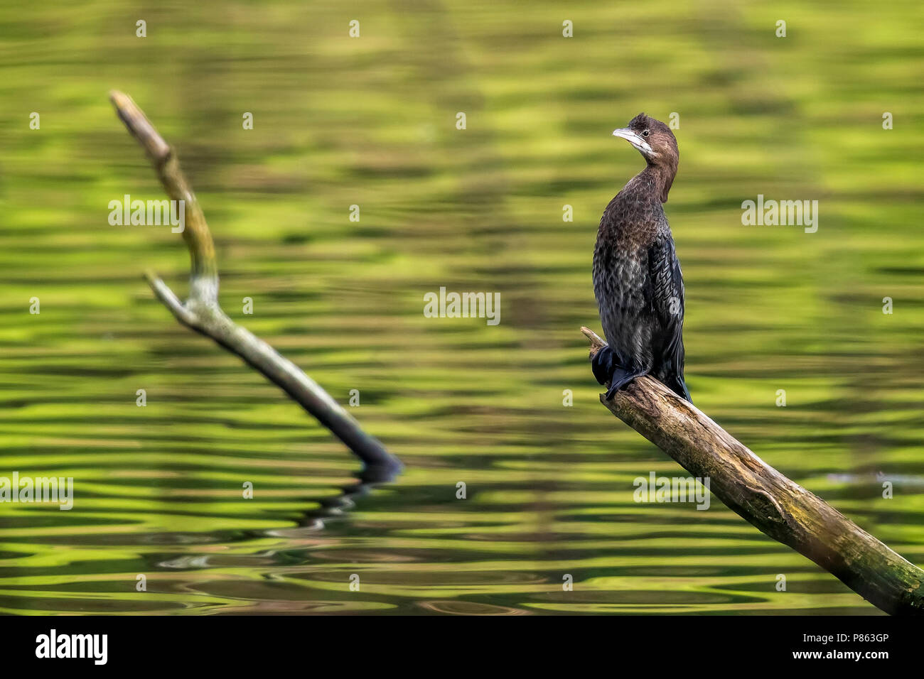 1st winter Pygmy Cormorant sitting on a branch over the Val Duchesse lake in Auderghem, Brussels. January 22, 2018. Stock Photo