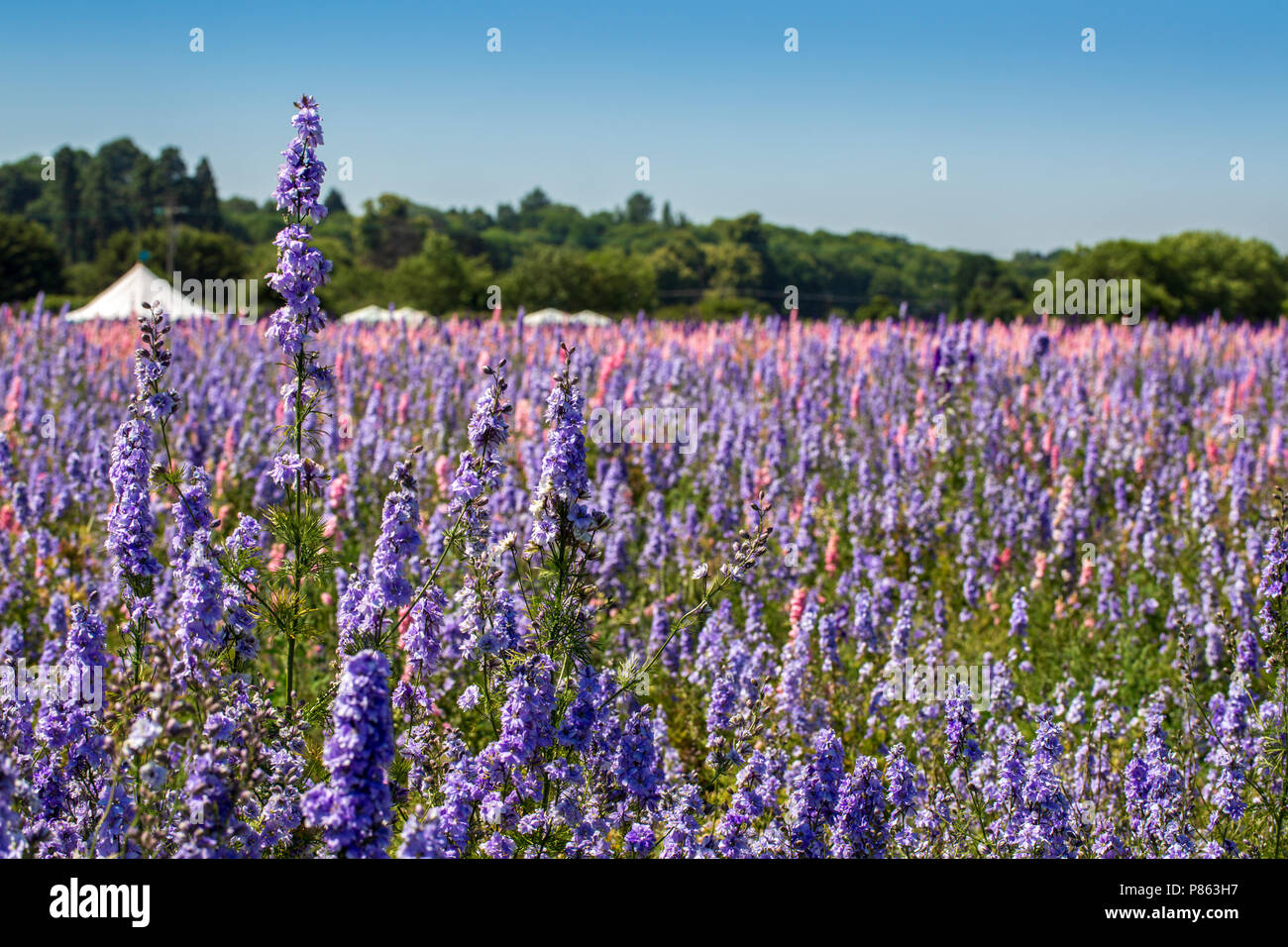 Confetti fields at Wick, Worcestershire, England Stock Photo