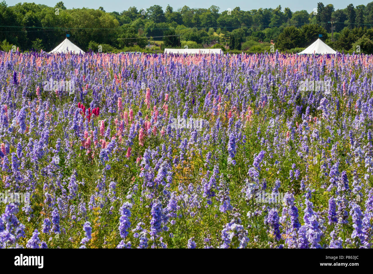 Confetti fields at Wick, Worcestershire, England Stock Photo