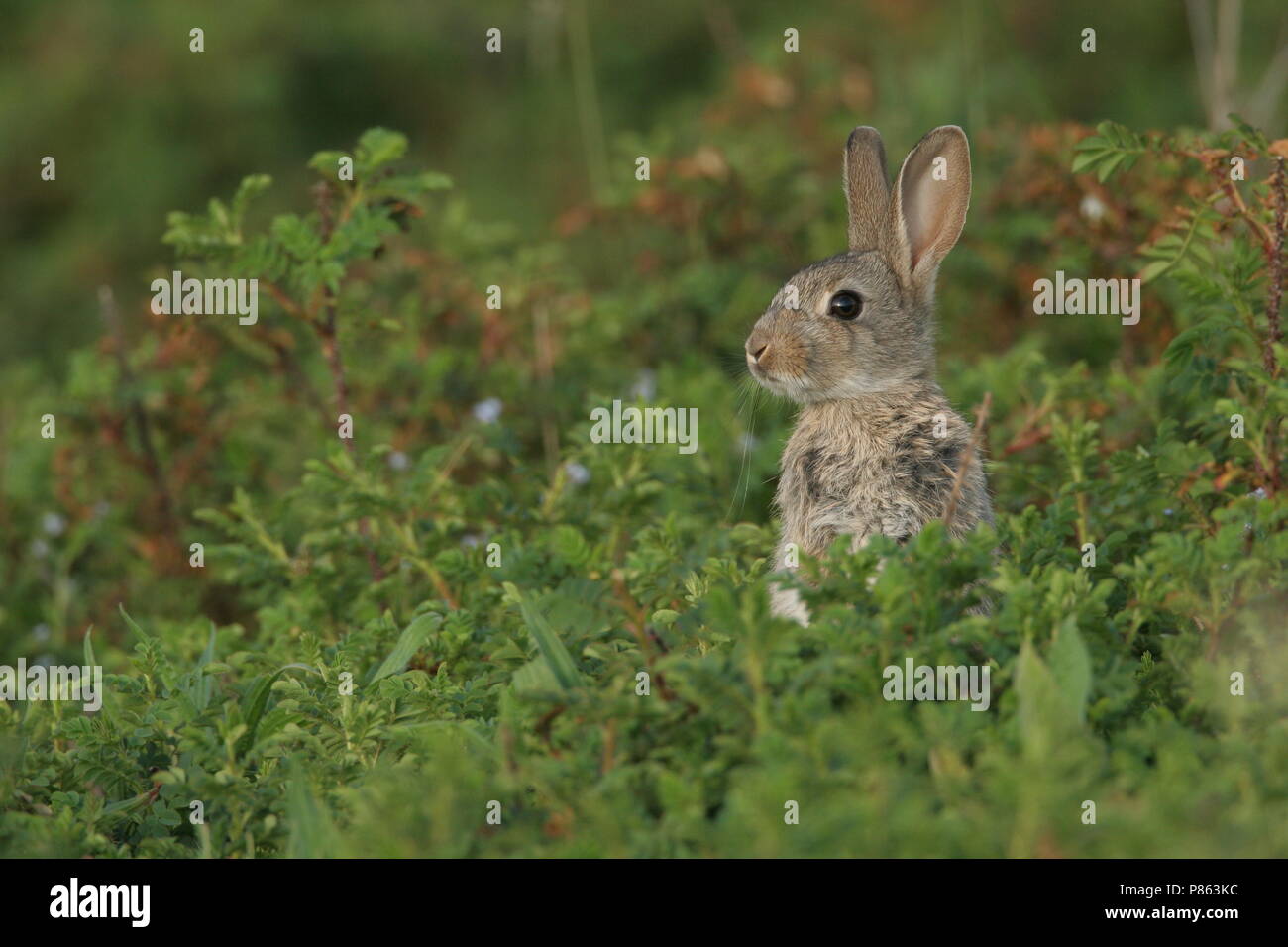 Europees Konijn; European Rabbit Stock Photo - Alamy