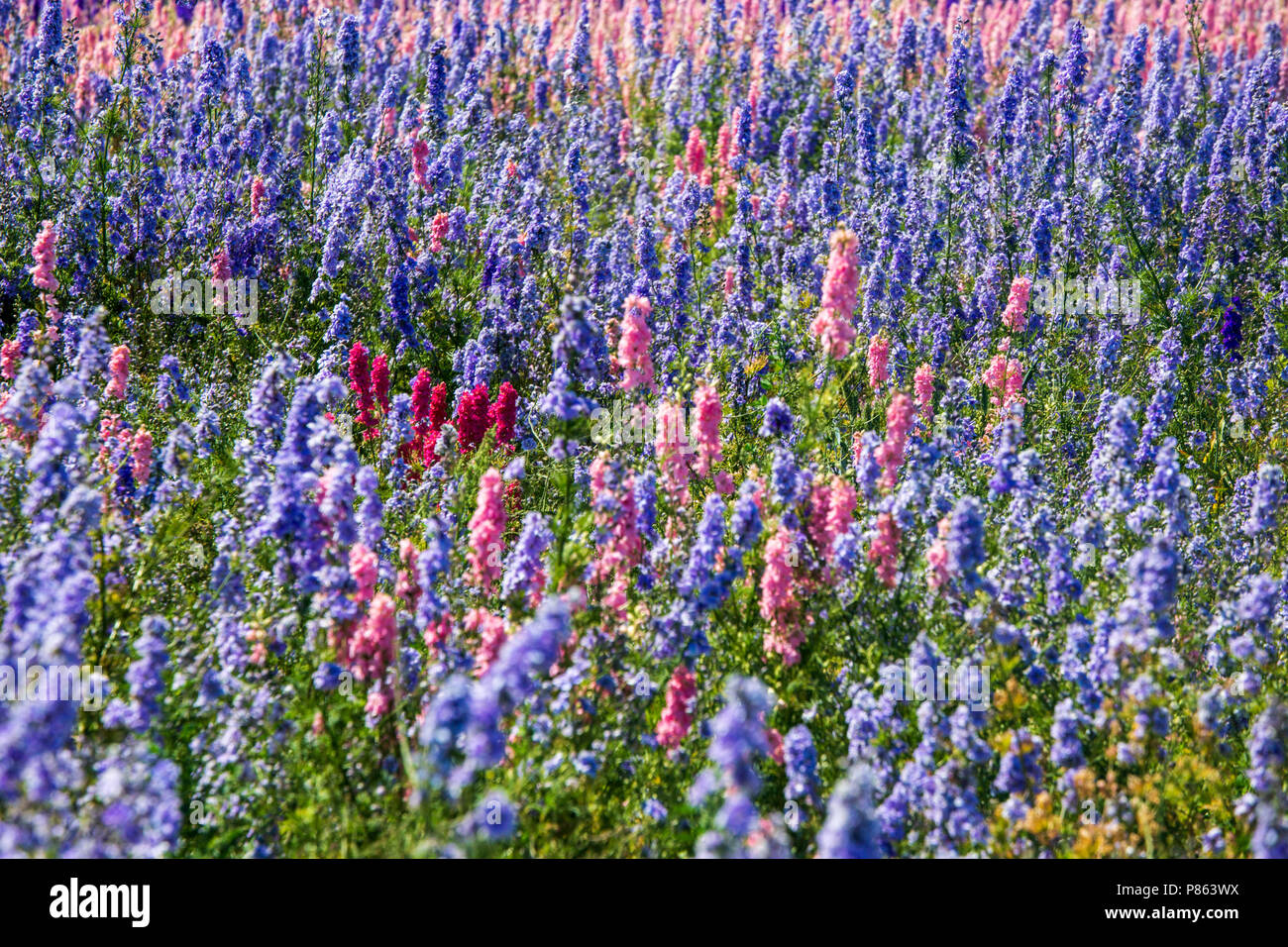 Confetti fields at Wick, Worcestershire, England Stock Photo