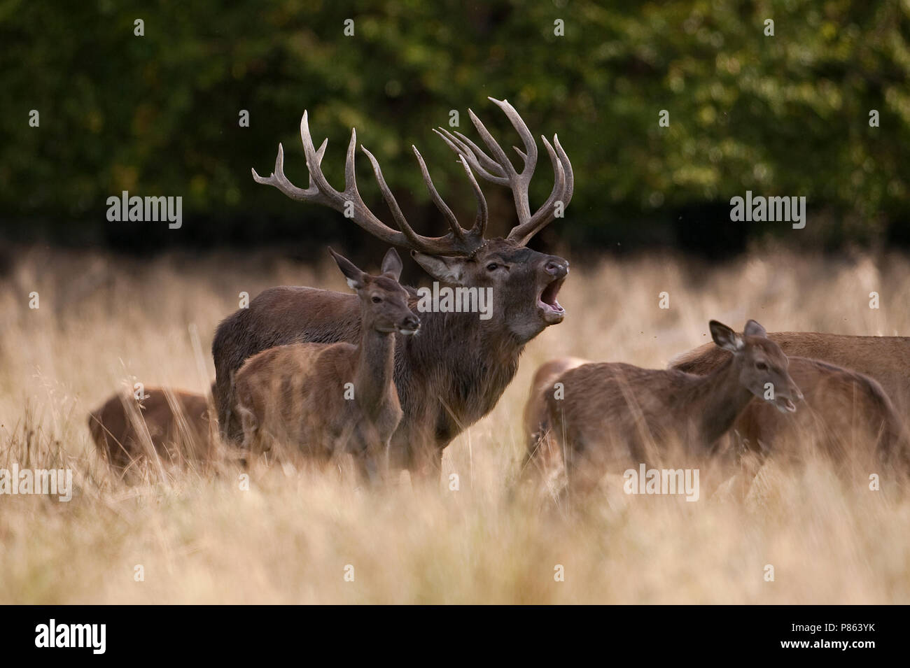 Bronstig mannetje Edelhert; Red deer male displaying Stock Photo