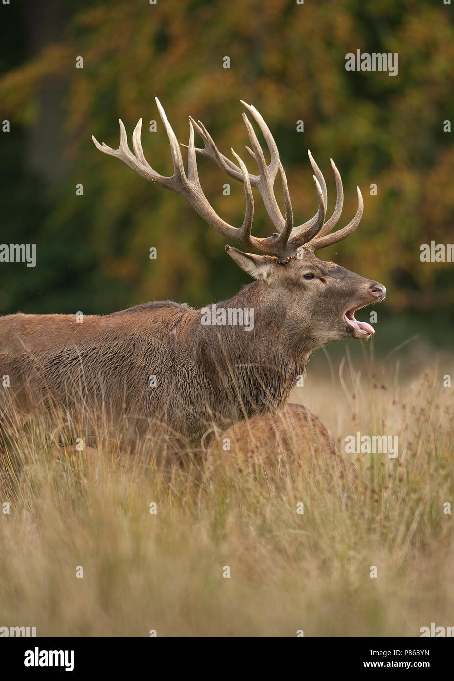 Bronstig mannetje Edelhert; Red deer male displaying Stock Photo - Alamy