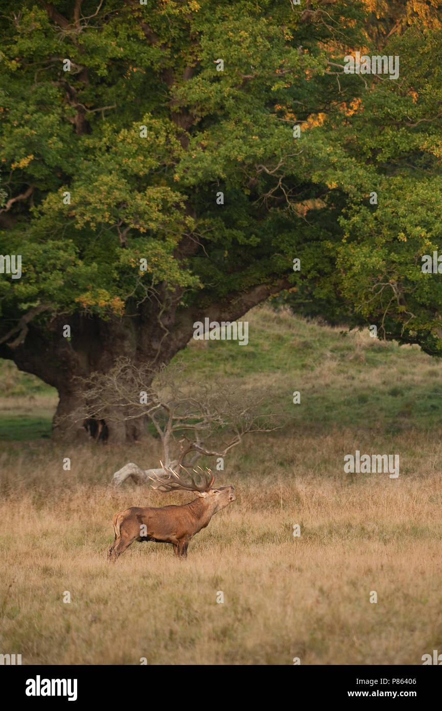 Bronstig mannetje Edelhert; Red deer male displaying Stock Photo - Alamy