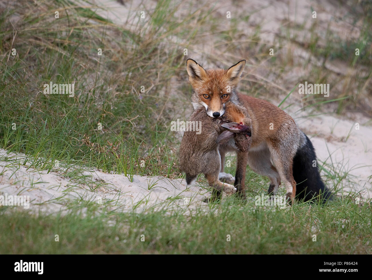 Vos met konijn als prooi in duinengebied; Red fox with prey in the Stock Photo - Alamy
