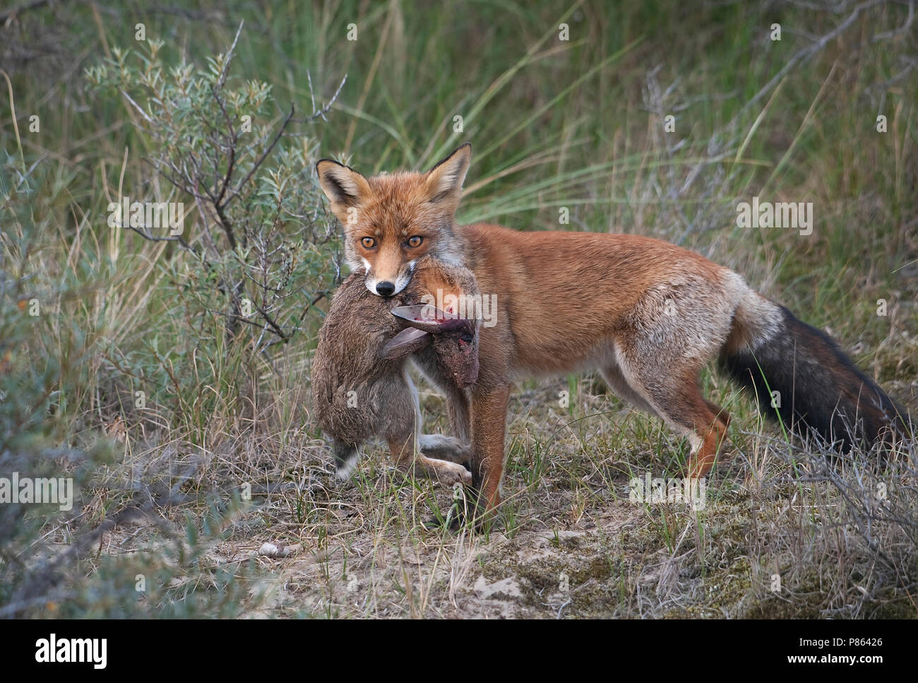 Vos met konijn als prooi in duinengebied; Red fox with prey in the Stock Photo - Alamy